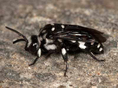 Thyreus ramosus