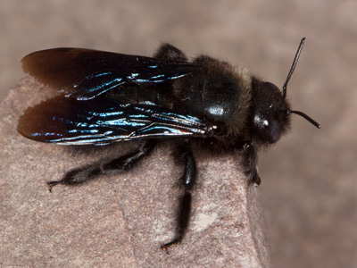 Xylocopa iris