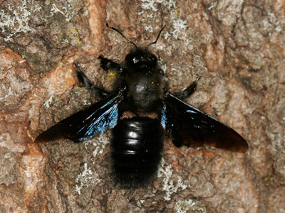Xylocopa violacea