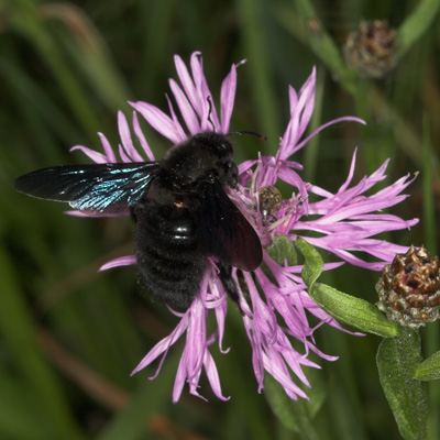 Xylocopa violacea