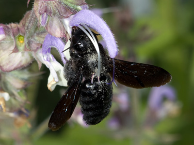 Xylocopa violacea