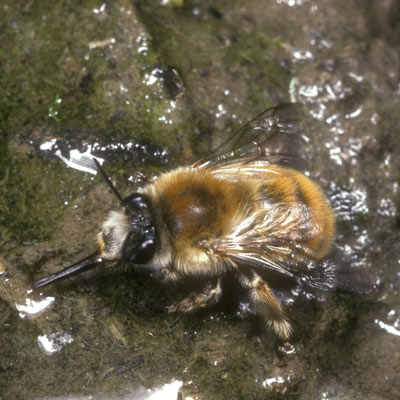 Anthophora plagiata