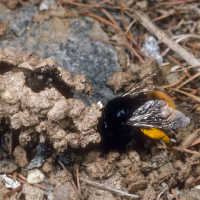 Anthophora plagiata