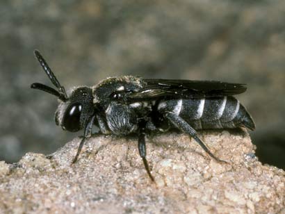 Dioxys tridentata