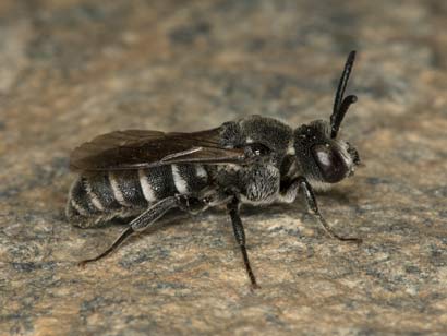 Dioxys tridentata