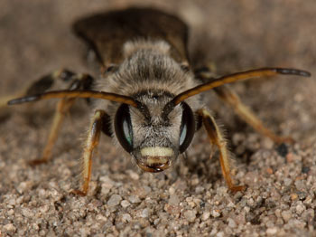 Halictus quadricinctus