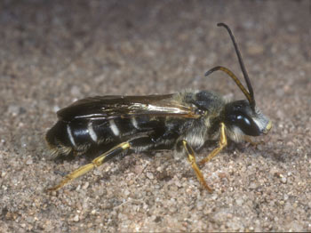 Halictus quadricinctus