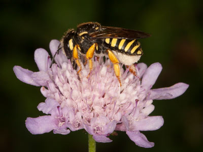 Anthidium interruptum