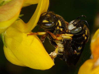 Anthidium strigatum