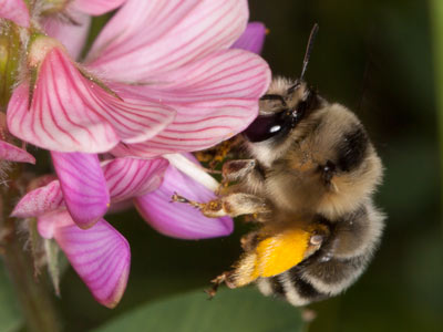 Anthidium interruptum