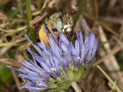 Anthidium manicatum