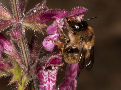 Anthidium byssinum