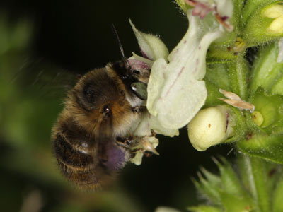 Anthidium strigatum