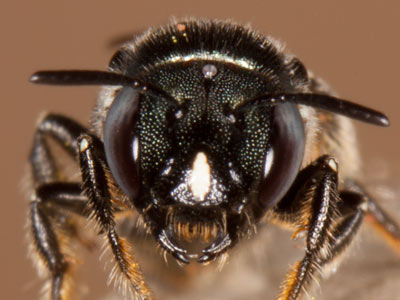 Ceratina chalybea