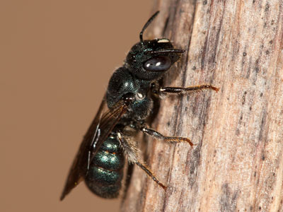 Ceratina chalybea