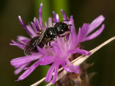 Ceratina chalybea