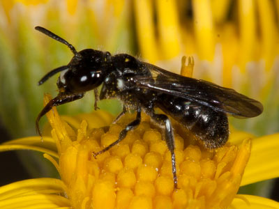 Ceratina cucurbitina