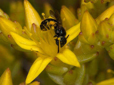 Ceratina cyanea