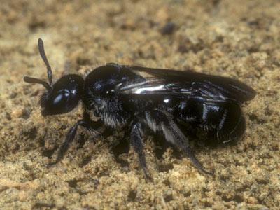 Dufourea inermis