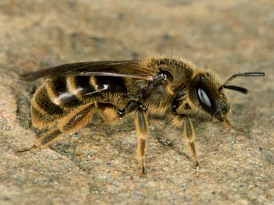 Lasioglossum calceatum