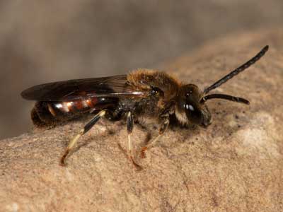 Lasioglossum calceatum