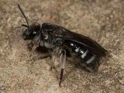 Lasioglossum costulatum