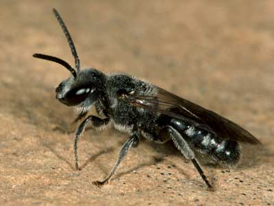 Lasioglossum costulatum