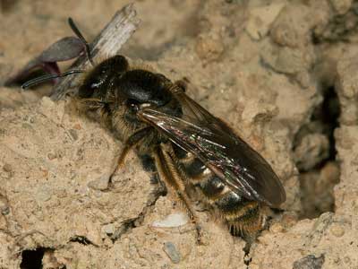 Lasioglossum malachurum