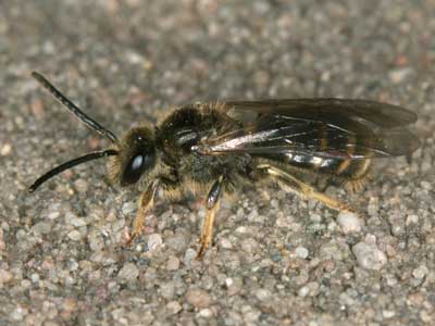 Lasioglossum marginatum
