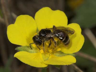 Lasioglossum marginatum