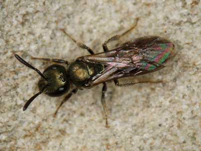 Lasioglossum morio
