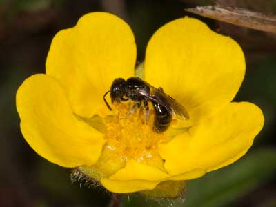 Lasioglossum marginellum