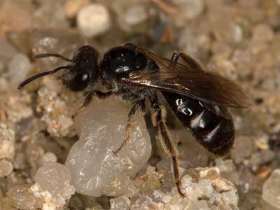 Lasioglossum quadrinotatulum