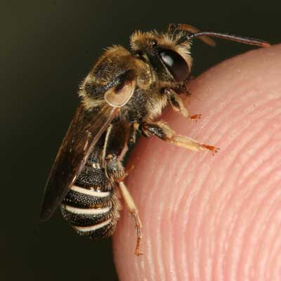 Nomia geofrellus