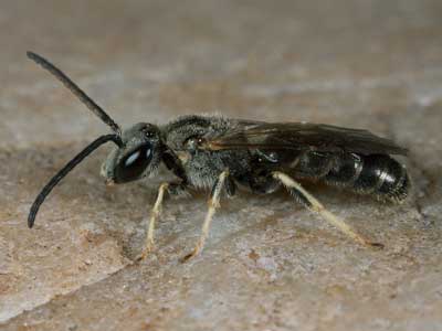 Lasioglossum malachurum