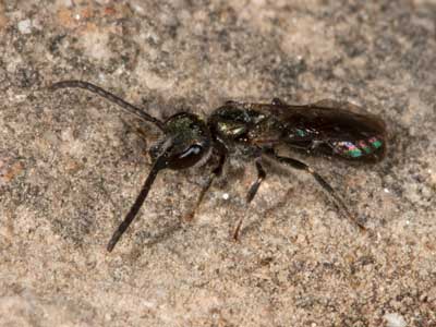 Lasioglossum morio