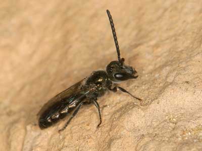 Lasioglossum nitidulum