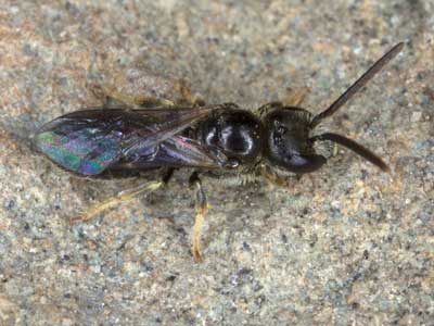 Lasioglossum politum