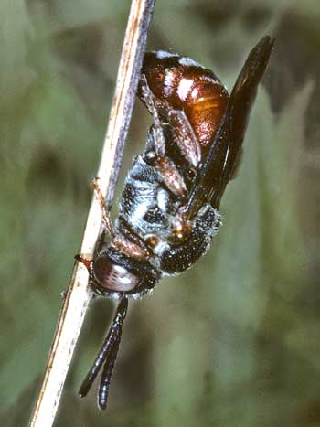 Pasites maculatus