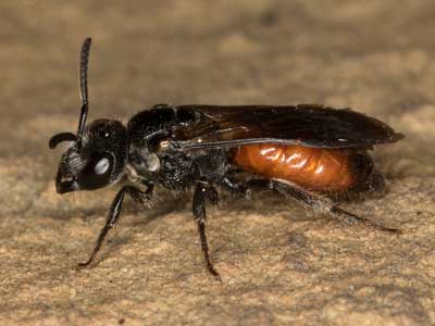 Sphecodes orbatus