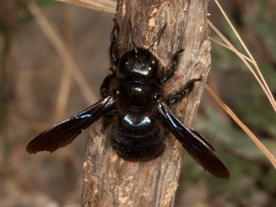 Xylocopa iris