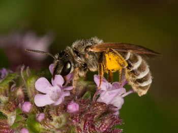 Halictus leucaheneus Weibchenl