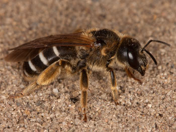 Halictus quadricinctus Weibchen