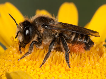 Megachile versicolor Weibchen
