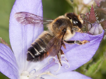 Halictus quadricinctus Weibchen