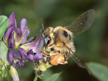 Melitturga clavicornis Weibchen