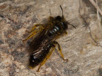 Panurgus banksianus Männchen